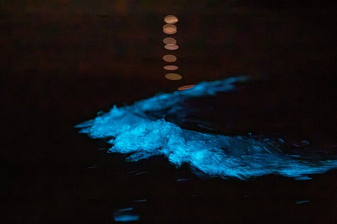 Auckland Bioluminescence Kayak Tour - Why the water glows: plankton, fish, and that Sea Sparkle effect