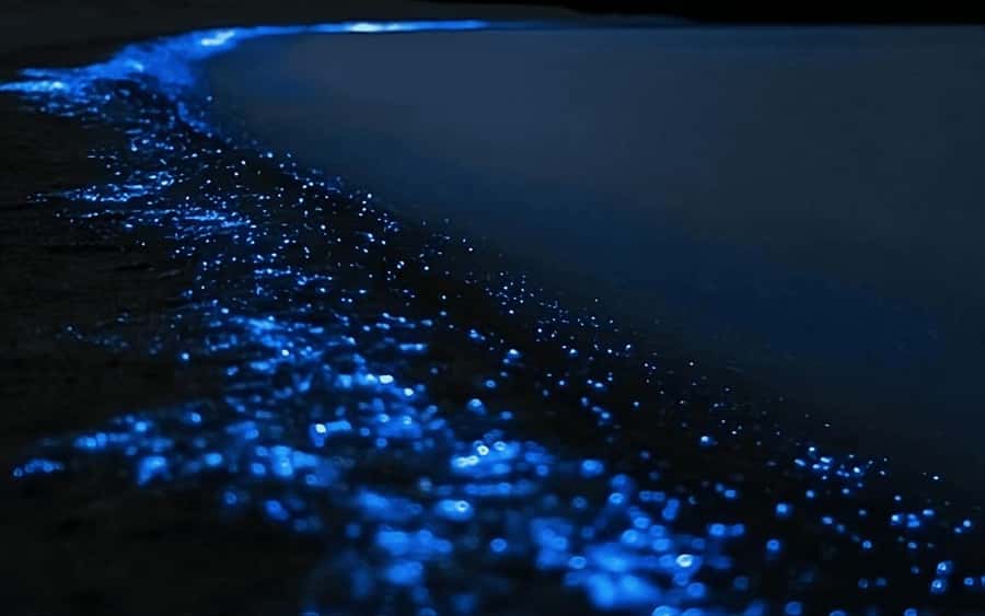 Auckland: Bioluminescence Kayak Tour with Guide - Where You Launch on Auckland’s North Side