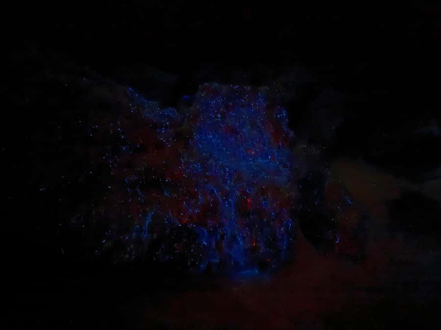 Auckland: Bioluminescence Kayak Tour with Guide - Spotting the Glow: Success Depends on Conditions