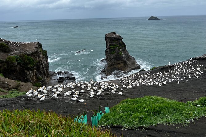 Auckland City and West Coast Black Sand Beach Full Day Tour - Your private ride to the Waitākere Ranges (and why that matters)