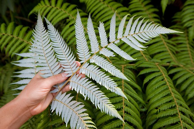 Auckland City and West Coast Full Day Tour - Morning Auckland basics: crater lakes, harbors, and quick wins