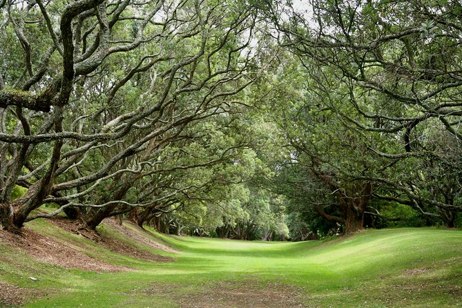 Auckland City Discovery Experience - Private Tour From Auckland - Mt. Eden (Maungawhau): the easy 2k loop that earns the summit views
