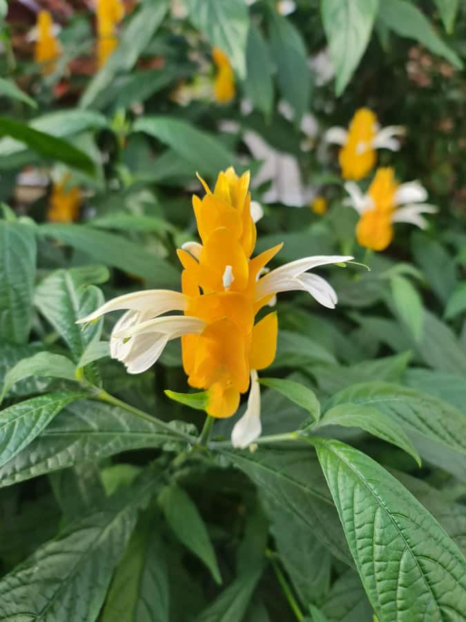 Auckland City Highlights Half Day Tour - Domain Wintergardens: A Breather in the Middle of Highlights