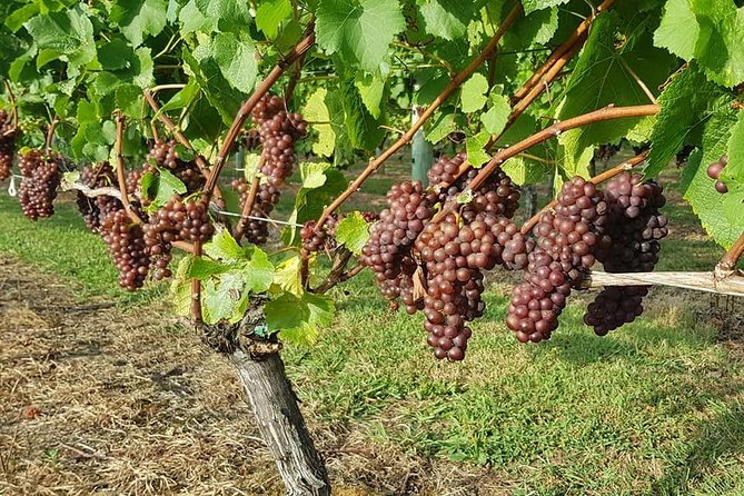 Auckland City Tour & Kumeu Wine Country Includes Wine Tastings & Lunch - Coopers Creek Vineyard tasting: finishing the three-winery Kumeu set