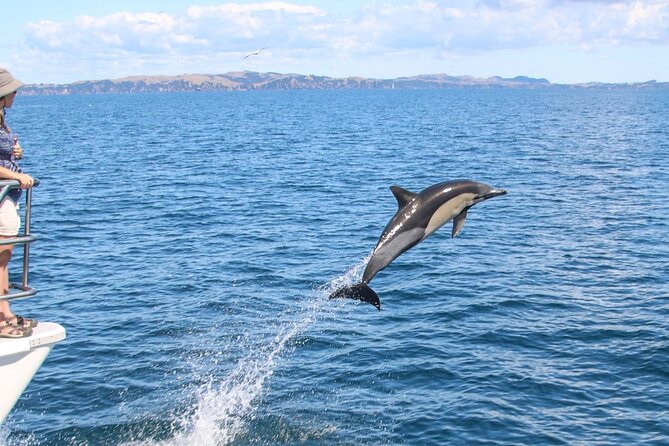 Auckland Dolphin and Whale Watching Eco-Safari Cruise - Who should book this eco-safari, and who might want a different plan