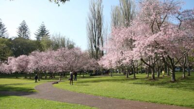 Auckland: Full-Day City Tour - Cornwall Park and Auckland’s park stops: the “local pace” segment