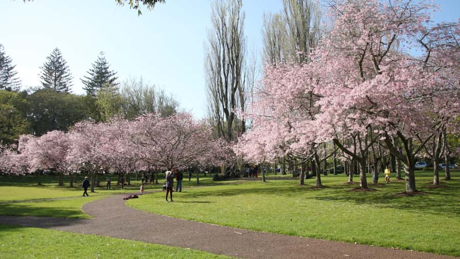 Auckland: Full-Day City Tour - Cornwall Park and Auckland’s park stops: the “local pace” segment