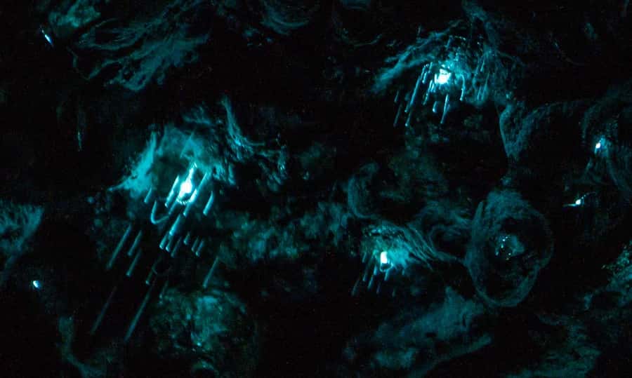 Auckland: Inner-City Glowworm Experience in Ancient Volcano - Pukekawa Volcano in Auckland Domain: Why This Feels Special