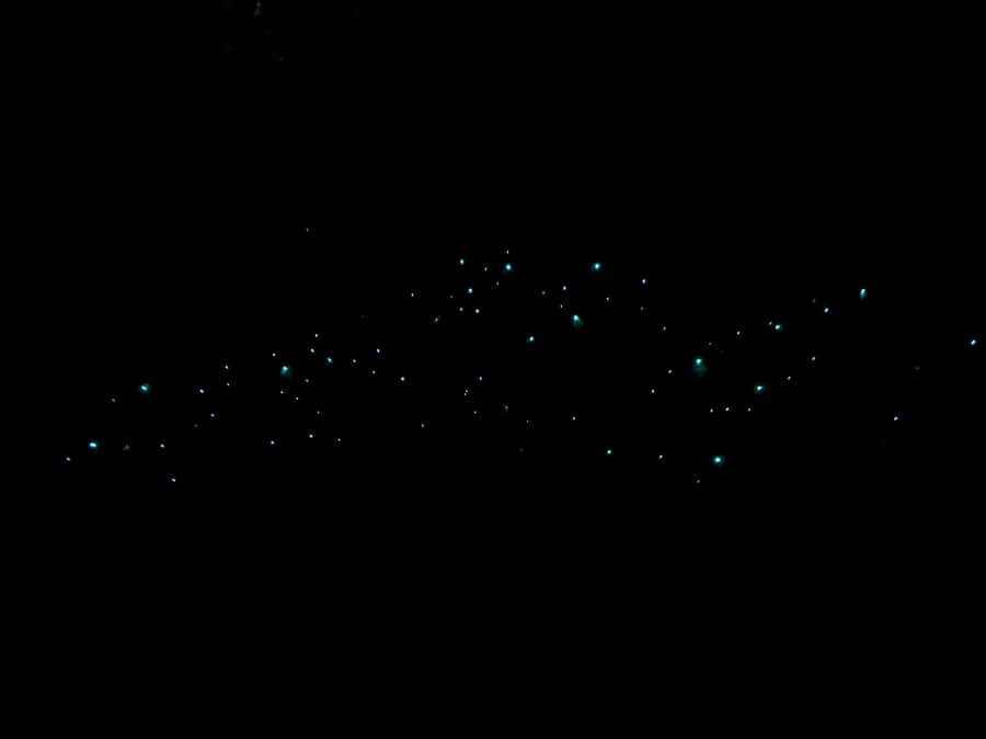 Auckland: Inner-City Glowworm Experience in Ancient Volcano - The Dark Trail Setup: Steps, Uneven Ground, and Better Photos