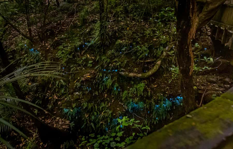 Auckland: Inner-City Glowworm Experience in Ancient Volcano - Logistics You Should Actually Plan (Transport, Meeting, and Parking)