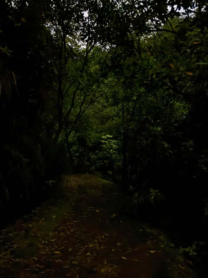 Auckland: Inner-City Glowworm Experience in Ancient Volcano - Who This Tour Is Best For (And Who Should Skip It)