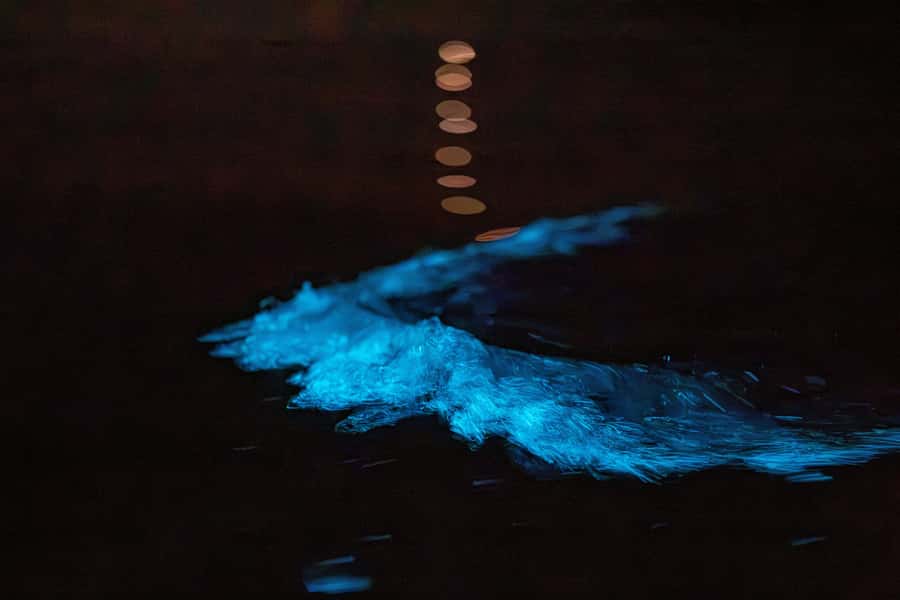 Auckland: Night Kayak Tour in Glowing Bioluminescent Waters - What you’re actually seeing: marine aurora and four glowing organisms