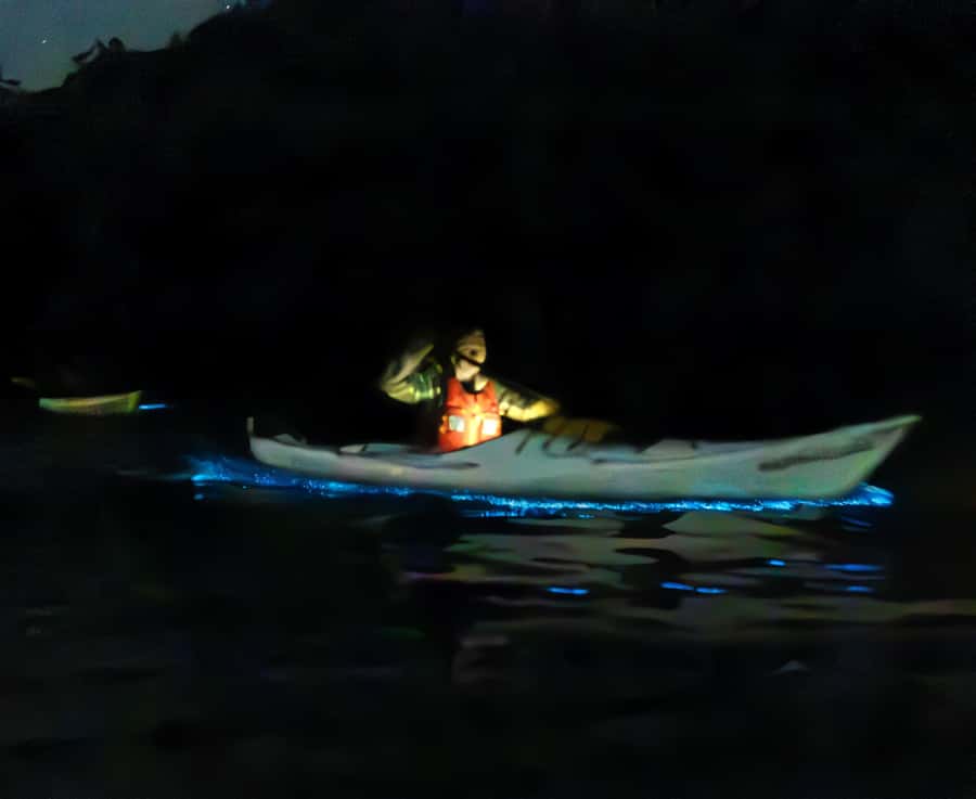 Auckland: Night Kayak Tour in Glowing Bioluminescent Waters - Gear and comfort: what you’ll have, and what you must bring