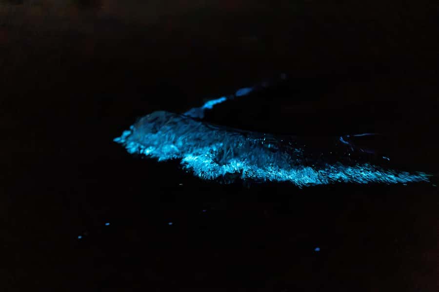 Auckland: Night Kayak Tour in Glowing Bioluminescent Waters - Price and value: why $56 feels fair for a rare natural show