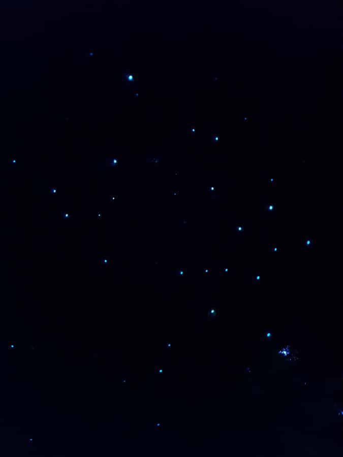 Auckland North Shore Glowworm Tour - Key points to know before you go