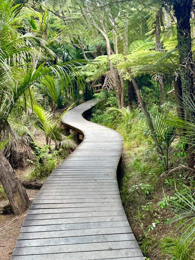 Auckland: Piha Beach, Rainforest, & Mount Eden Private Tour - Waitākere Ranges photo and walk time: the second taste of the wild