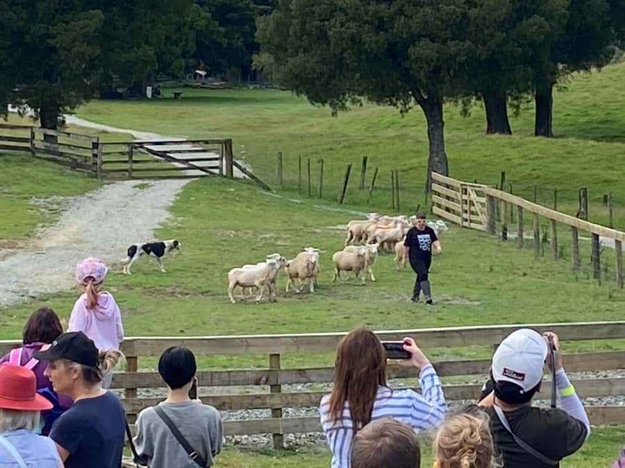 Auckland: Sheepworld, Honey Centre, & Kauri Trail Tour - The real appeal: a farm-and-nature loop that fits in one day