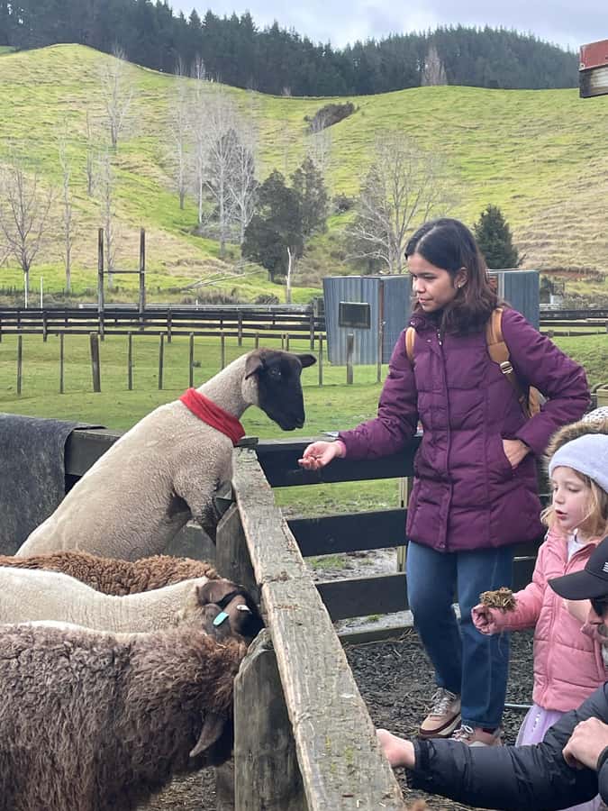 Auckland: Sheepworld, Honey Centre, & Kauri Trail Tour - Pickup from central Auckland (and cruise ships), then a straight shot north