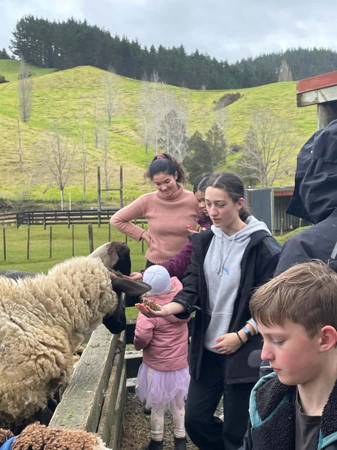 Auckland: Sheepworld, Honey Centre, & Kauri Trail Tour - Honey Centre in Warkworth: tasting Manuka and watching live bees