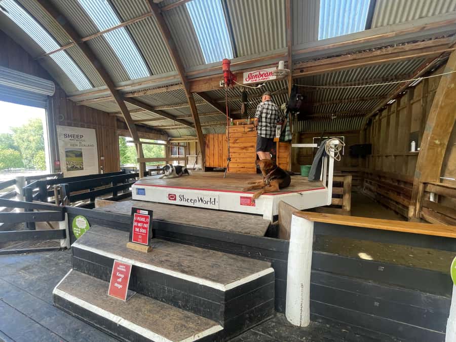Auckland: Sheepworld, Honey Centre, & Kauri Trail Tour - Sheepworld: sheepdogs, sorting and shearing, and lamb-feeding time