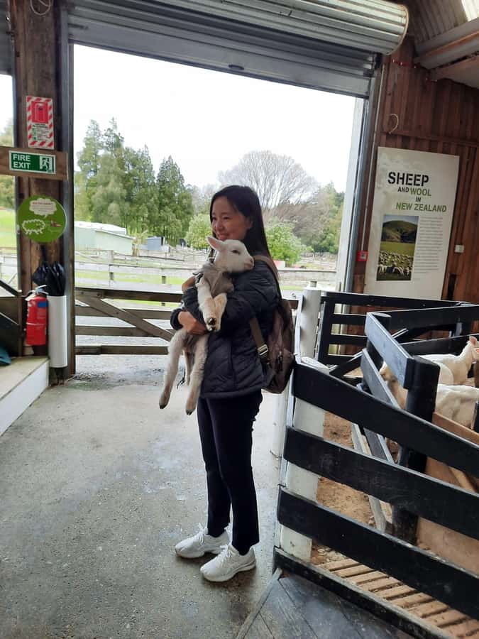 Auckland: Sheepworld, Honey Centre, & Kauri Trail Tour - Parry Kauri Trail: a short walk among ancient kauri giants
