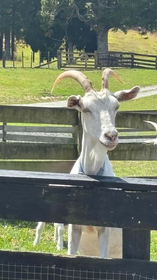 Auckland: Sheepworld, Honey Centre, & Kauri Trail Tour - Scenic return drive to Auckland: what the finish feels like