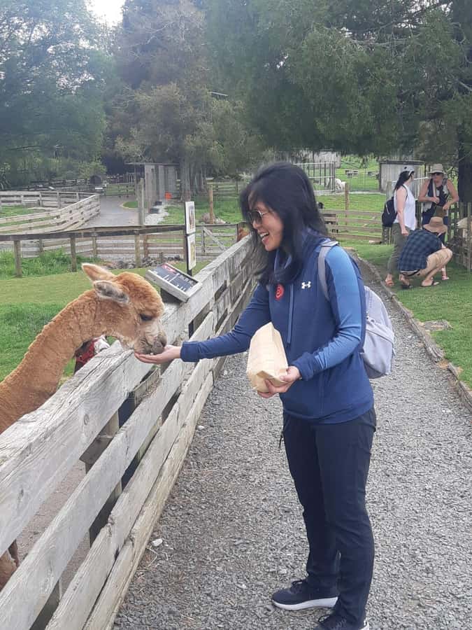 Auckland: Sheepworld, Honey Centre, & Kauri Trail Tour - Price and value: does $172 per person make sense?