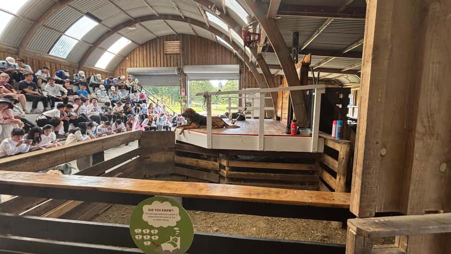 Auckland: Sheepworld, Honey Centre, & Kauri Trail Tour - Who should book this tour (and who might not)
