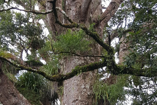 Auckland Sights Exclusive 8 Hour Luxury Day Tour - Luxury Day Touring in Auckland, Without the Stress