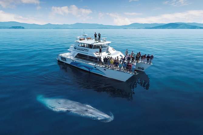 Auckland Sights Exclusive 8 Hour Luxury Day Tour - Making It Yours: Lunch, Wine, and One-Off Requests