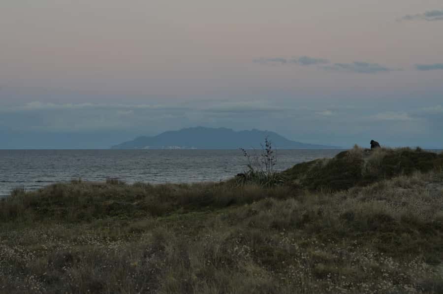 Auckland (Tawharanui): Wild Kiwi Bird Spotting Encounter - Who should book this kiwi and stargazing night