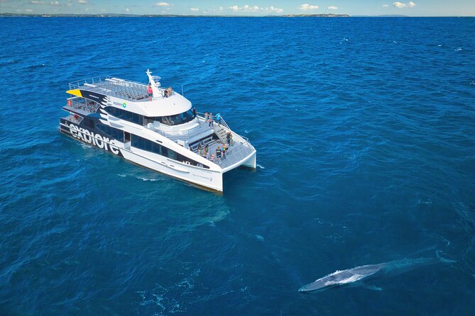 Auckland: Tikapa Moana Dolphin, Whale and Island Cruise - Why This Cruise Works for Wildlife Lovers (Even If the Sea Has Other Plans)