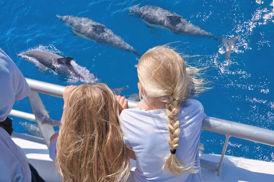 Auckland: Tikapa Moana Whales, Dolphins and Islands Cruise - Hauraki Gulf Wildlife Search: What This Cruise Is Really About