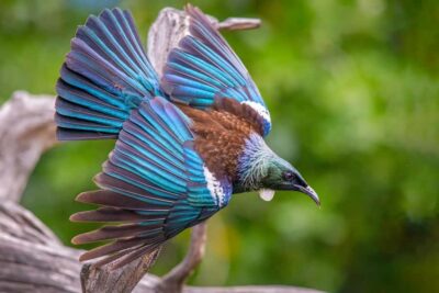 Auckland: Tiritiri Matangi Island Ferry - The ferry cruise across Tikapa Moana: what you’re buying