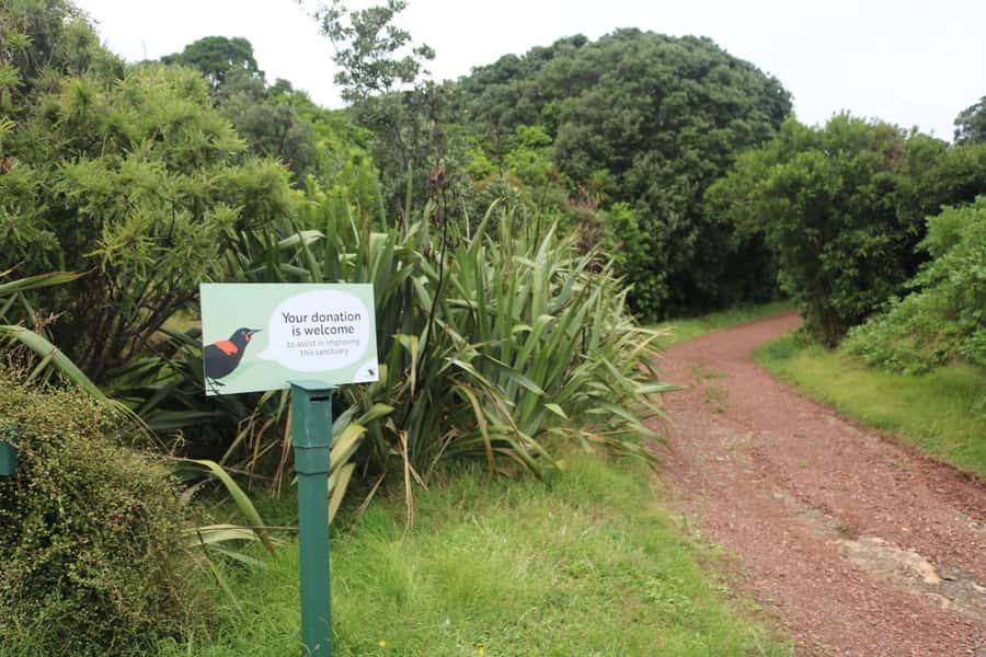 Auckland: Tiritiri Matangi Island Ferry - What the guides actually add: how birding turns into understanding