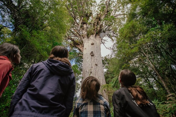 Auckland to Paihia via West Coast Small Group Tour (One Way) - Kauri Museum: making the kauri visit feel real