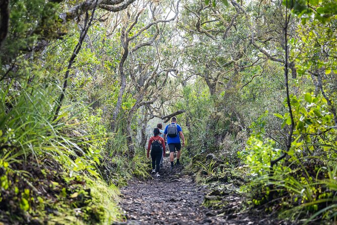 Auckland to Rangitoto Island Ferry - What to pack for Rangitoto: the island’s real rule is survival basics