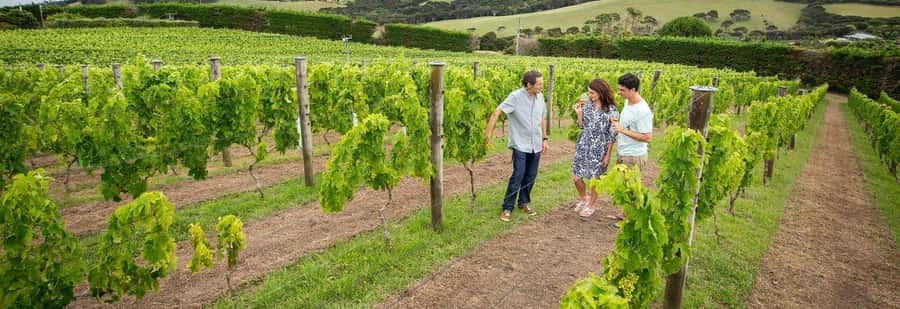 Auckland: Waiheke Island Luxury Experience Private Tour - When the deluxe transfer matters: charter boat, seaplane, or helicopter