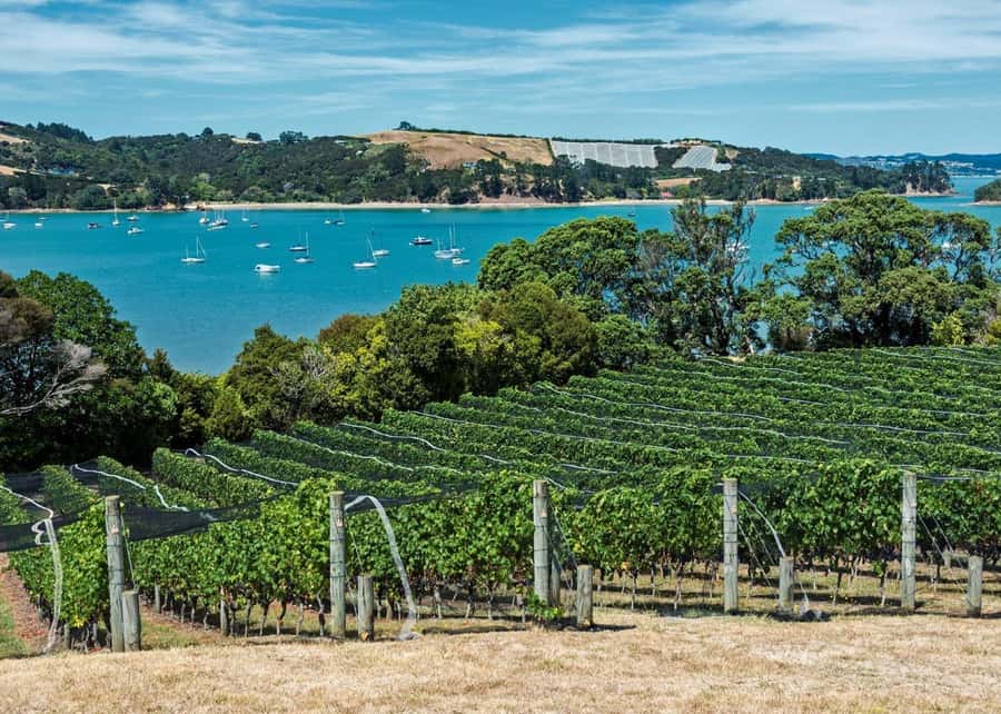 Auckland: Waiheke Island Luxury Experience Private Tour - Who this Waiheke luxury tour suits best (and who should skip it)