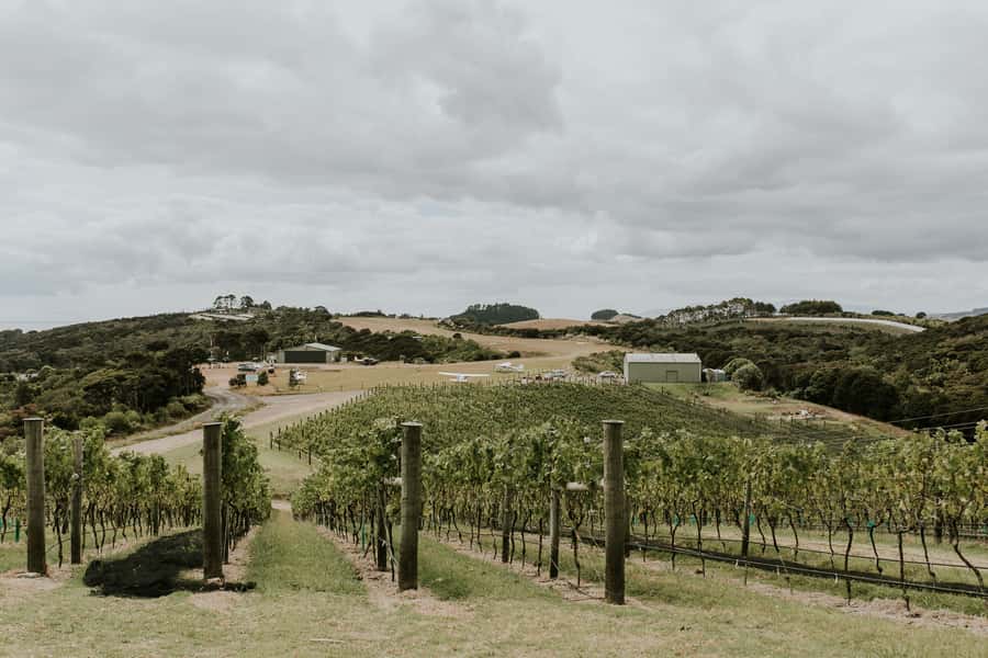 Auckland: Waiheke Island Wine and Food Tasting with Flights - The island drive back: scenery, beaches, and Matiatia