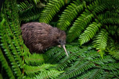 Auckland: Waitomo Caves & Te Puia Rotorua w Picnic Lunch - Waitomo Glowworm Caves: that boat ride glow is the point