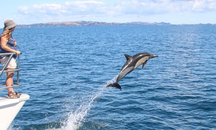 Auckland: Whale and Dolphin Watching Half-Day Eco Cruise - Where you board: Auckland’s Viaduct Marina and a fast check-in rhythm