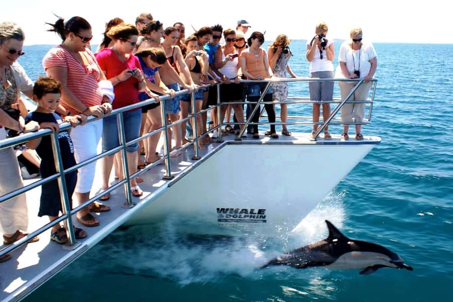 Auckland: Whale and Dolphin Watching Half-Day Eco Cruise - Conservation and value: what your $130 ticket is really paying for