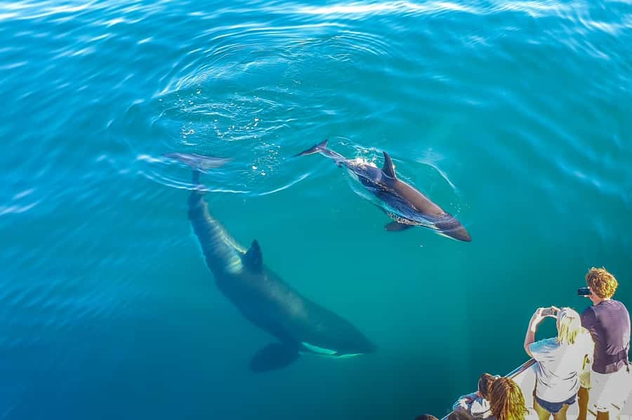 Auckland: Whale and Dolphin Watching Half-Day Eco Cruise - Who this cruise is for (and who should think twice)
