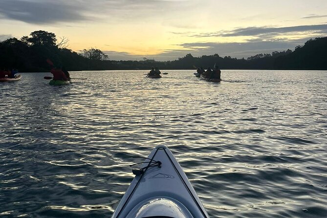 Bioluminescence Kayak Tour - Est. 1994 - Tips for Getting the Best Glow (Without Losing Your Phone or Your Balance)