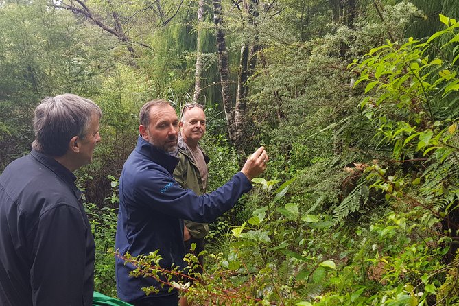 Coast and Rainforest Eco-Tour from Auckland with Picnic Lunch - The West Coast in One Day, Without Renting a Car