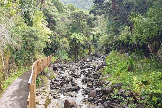 Coast and Rainforest Eco-Tour from Auckland with Picnic Lunch - Arataki Visitor Centre: Tasman Sea Views and Maori Carvings