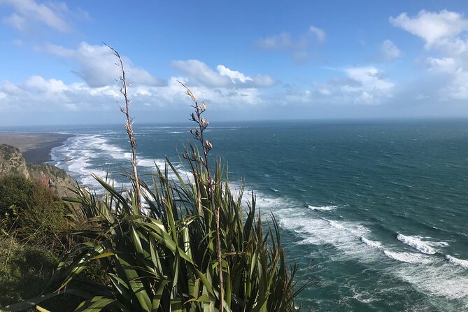 Coast and Rainforest Eco-Tour from Auckland with Picnic Lunch - Price and Value: What $192.38 Covers (and Why It Adds Up)