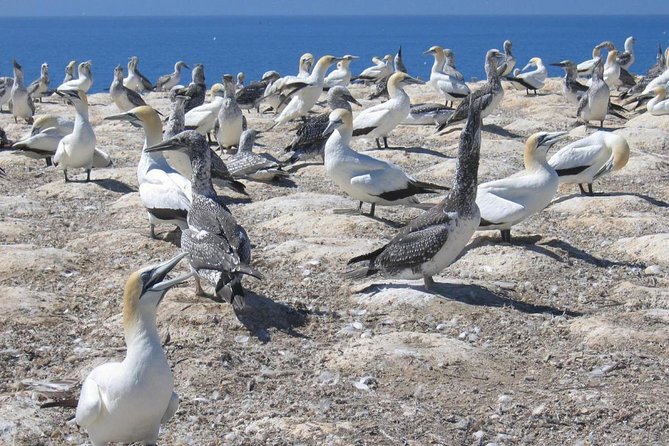 Coast to Coast Private Eco Tour - Muriwai Beach and the gannet colony: the west-coast wow stop
