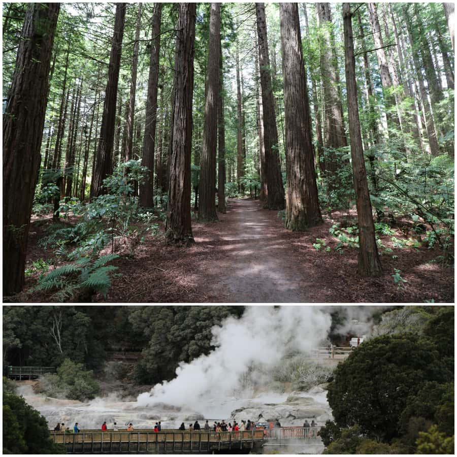 From Auckland: Day Trip to Rotorua with Optional extras - Comfortable small-group transport (and why it matters in New Zealand)